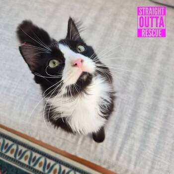 Mallow -  Domestic Long Hair Cat for Adoption in Vancouver, British Columbia - Mallow | PetCurious