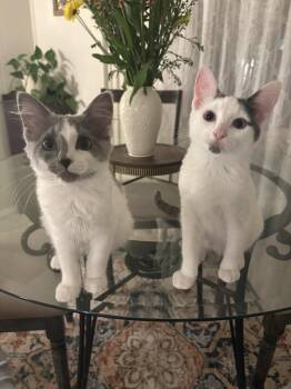 Georgie W/ Jay -  Domestic Short Hair Cat for Adoption in Greenwich Township, New Jersey - Georgie W/ Jay | PetCurious