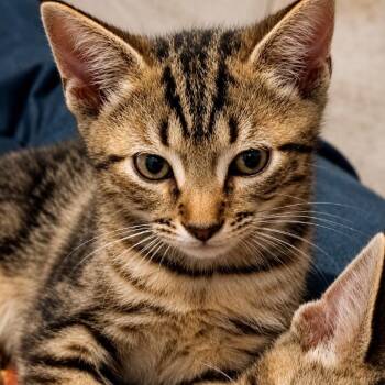 Liberty -  Domestic Short Hair Cat for Adoption in Cumming, Georgia - Liberty | PetCurious