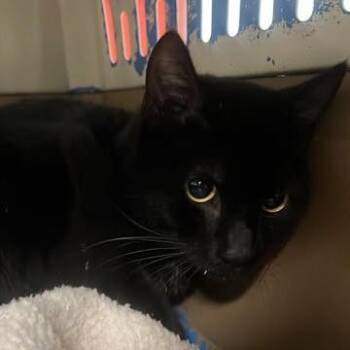 Master of the Universe -  Domestic Short Hair Cat for Adoption in Fredericksburg, Virginia - Master Of The Universe | PetCurious