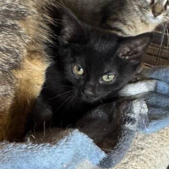 Hazel -  Domestic Short Hair Cat for Adoption in Saginaw, Michigan - Hazel | PetCurious