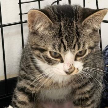 Haku -  Domestic Short Hair Cat for Adoption in Philadelphia, Pennsylvania - Haku | PetCurious