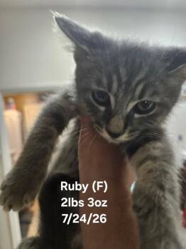 Ruby -  Domestic Short Hair Cat for Adoption in Darien, Georgia - Ruby | PetCurious