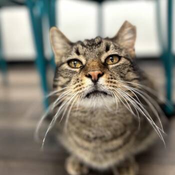 Walter -  Domestic Short Hair Cat for Adoption in Garfield, Arkansas - Walter | PetCurious