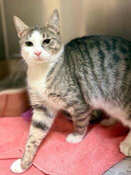 Rescue Domestic Short Hair Cats for Adoption in West Chester, Pennsylvania - Cutie Pie | PetCurious