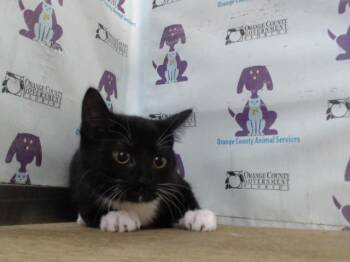 ECLIPSE -  Domestic Short Hair Cat for Adoption in Orlando, Florida - ECLIPSE | PetCurious