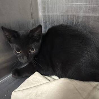 Tree -  Domestic Short Hair Cat for Adoption in Montgomery, Alabama - Tree | PetCurious