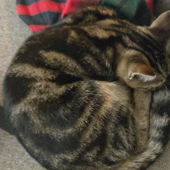 Rescue Domestic Short Hair Cats for Adoption in Rochester, Minnesota - Sativa | PetCurious