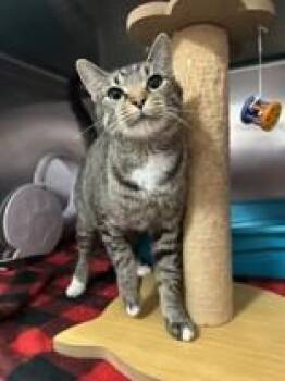 Meadow -  Domestic Short Hair Cat for Adoption in Manitowoc, Wisconsin - Meadow | PetCurious