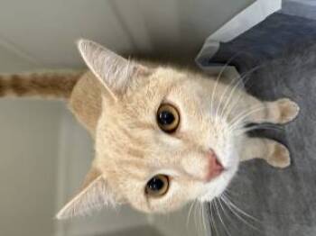 Rescue Domestic Medium Hair Cats for Adoption in Stafford, Virginia - Freddie | PetCurious