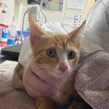 Aphid -  Domestic Short Hair Cat for Adoption in Asheville, North Carolina - Aphid | PetCurious