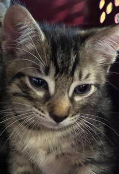 A139279 -  Domestic Short Hair Cat for Adoption in Palmetto, Florida - A139279 | PetCurious
