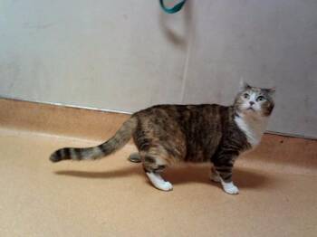 Domestic Short Hair Cats Available for Adoption in Martinez, California - ZOEY | PetCurious