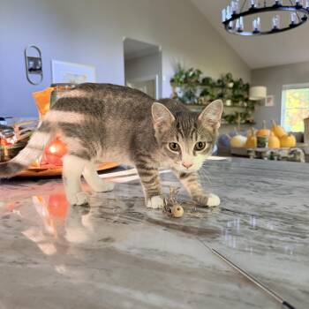 Oakley -  Domestic Short Hair Cat for Adoption in Dickson, Tennessee - Oakley | PetCurious