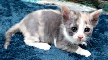 Winx -  Domestic Short Hair Cat for Adoption in Lexington, Virginia - Winx | PetCurious