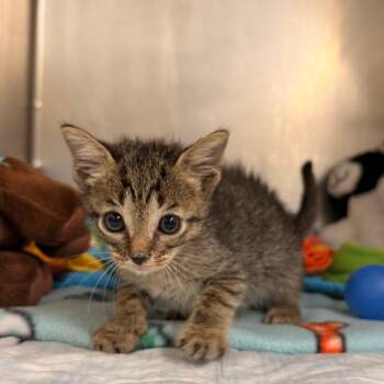 Kevin -  Domestic Short Hair Cat for Adoption in West Palm Beach, Florida - Kevin | PetCurious