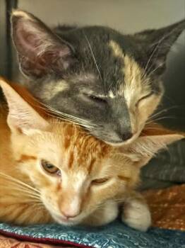 Phyllis -  Domestic Short Hair Cat for Adoption in Morristown, New Jersey - Phyllis | PetCurious