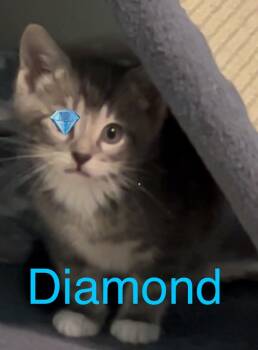 Rescue Domestic Long Hair Cats for Adoption in Ogden, Utah - Diamond Kitten | PetCurious
