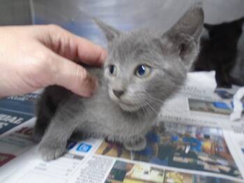 Rescue Domestic Short Hair Cats for Adoption in Hopkinsville, Kentucky - Hunt | PetCurious