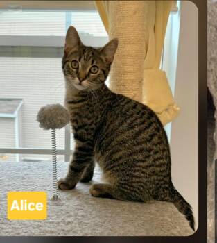 Alice (siblings are Greg, Peter, Bobby, Carol, Cindy, Marcia & J -  Tabby Cat for Adoption in Brighton, Michigan - Alice (siblings Are Greg, Peter, Bobby, Carol, Cindy, Marcia & J | PetCurious