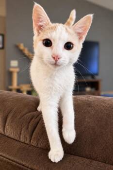 Dobby -  Domestic Short Hair Cat for Adoption in Sioux Falls, South Dakota - Dobby | PetCurious
