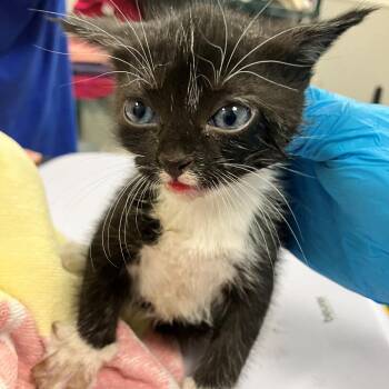 Sophie -  Domestic Short Hair Cat for Adoption in Las Cruces, New Mexico - Sophie | PetCurious