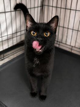 Salem -  Domestic Short Hair Cat for Adoption in Stamford, Connecticut - Salem | PetCurious