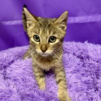 Izzy Bella -  Domestic Short Hair Cat for Adoption in North Myrtle Beach, South Carolina - Izzy Bella | PetCurious