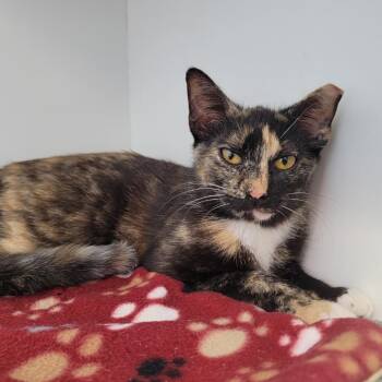 Domestic Short Hair Cats Available for Adoption in Port Richey, Florida - Josephina | PetCurious