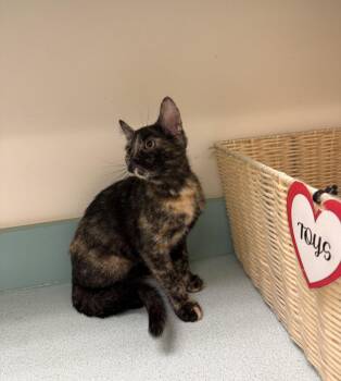 Kyrie -  Domestic Short Hair Cat for Adoption in Walled Lake, Michigan - Kyrie | PetCurious