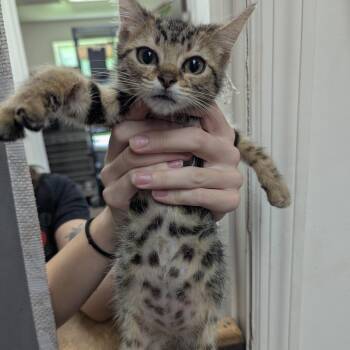 Talia -  Domestic Short Hair Cat for Adoption in Birmingham, Alabama - Talia | PetCurious