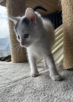 Domestic Short Hair Cats Available for Adoption - Camel | PetCurious