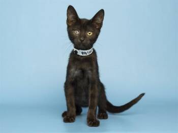 ROCO -  Domestic Short Hair Cat for Adoption in Phoenix, Arizona - ROCO | PetCurious