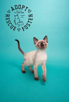 Natsu -  Domestic Short Hair Cat for Adoption in San Leon, Texas - Natsu | PetCurious
