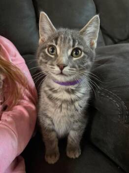 Hensley -  Domestic Short Hair Cat for Adoption in Sioux Falls, South Dakota - Hensley | PetCurious