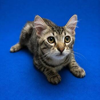 Marty -  Domestic Short Hair Cat Available for Adoption in Riverside, California - Marty | PetCurious