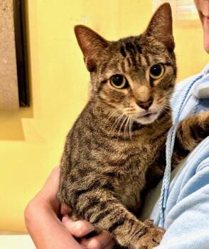 Tabby Cats Available for Adoption in Flint Hill, Virginia - Antonio | PetCurious