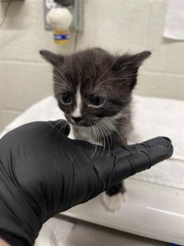 Domestic Short Hair Cats Available for Adoption in Chula Vista, California - A271400 | PetCurious