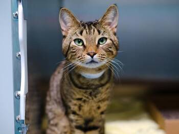 Cider -  Domestic Short Hair Cat for Adoption - Cider | PetCurious