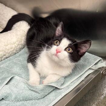 World Cup -  Domestic Short Hair Cat for Adoption in Los Angeles, California - World Cup | PetCurious