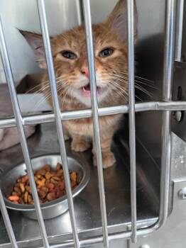 Garfield -  Domestic Short Hair Cat for Adoption in Pierceton, Indiana - Garfield | PetCurious