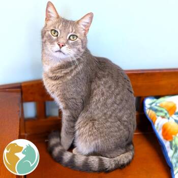 Domestic Short Hair Cats Available for Adoption in Toledo, Ohio - Maverick | PetCurious
