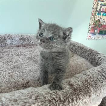 Domestic Short Hair Cats Available for Adoption in Cumming, Georgia - Wayne Campbell | PetCurious