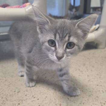 Puffball -  Domestic Short Hair Cat for Adoption in Oshkosh, Wisconsin - Puffball | PetCurious