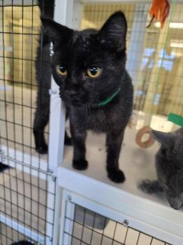 Dinero -  Domestic Short Hair Cat Available for Adoption in Ionia, Michigan - Dinero | PetCurious
