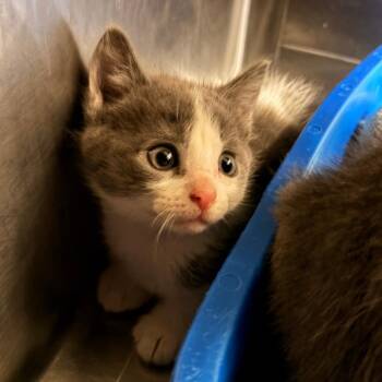 Sprout -  Domestic Short Hair Cat for Adoption in New York, New York - Sprout | PetCurious