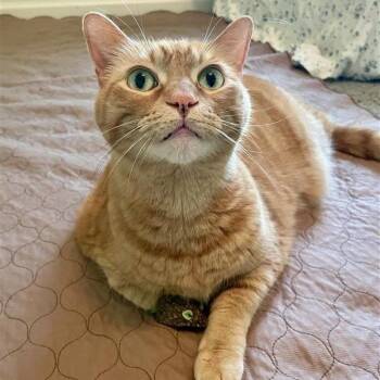 American Shorthair Cats Available for Adoption in Freeport, Florida - Sushi | PetCurious