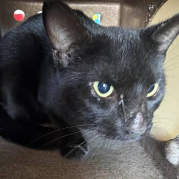 Moe -  Domestic Short Hair Cat for Adoption in Birmingham, Alabama - Moe | PetCurious