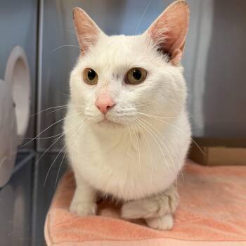 Domestic Short Hair Cats Available for Adoption in Reisterstown, Maryland - Aspen | PetCurious