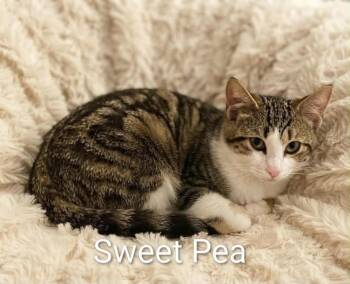 Sweet Pea -  Tabby Cat for Adoption in Wyandotte, Michigan - Sweet Pea | PetCurious